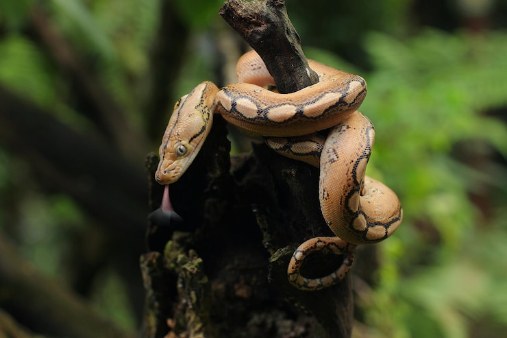 Foto la pitón reticulada es la serpiente más larga del mundo originaria del sur y sureste de asia.