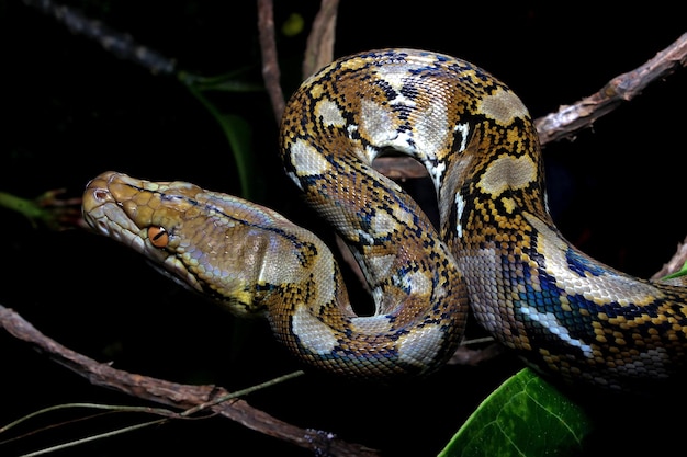 Pitón reticulado en el árbol