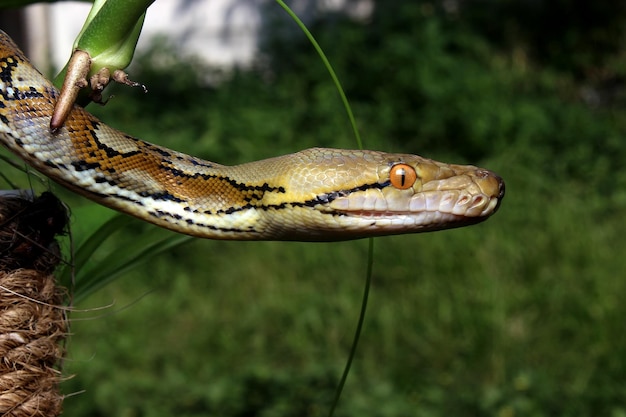 Pitón reticulado en el árbol