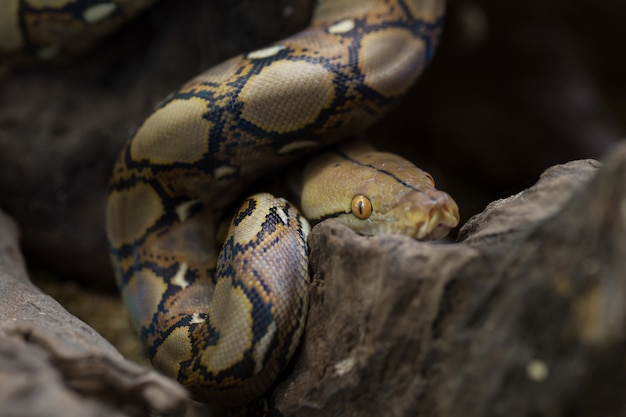 Pitón reticulado, Boa constrictor serpiente en la rama de un árbol