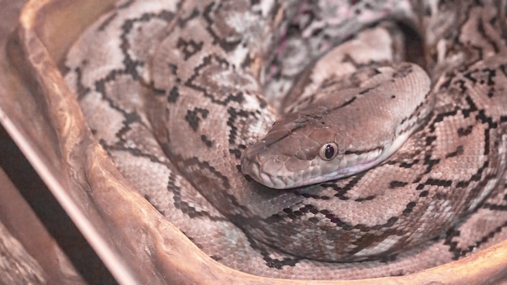 Foto pitón reticulado python reticulatus serpiente no venenosa se encuentra en un primer plano del anillo