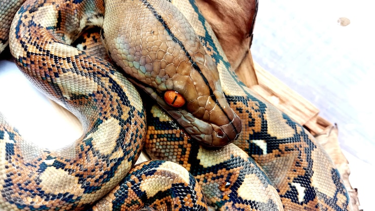 Foto el pitón reticulado