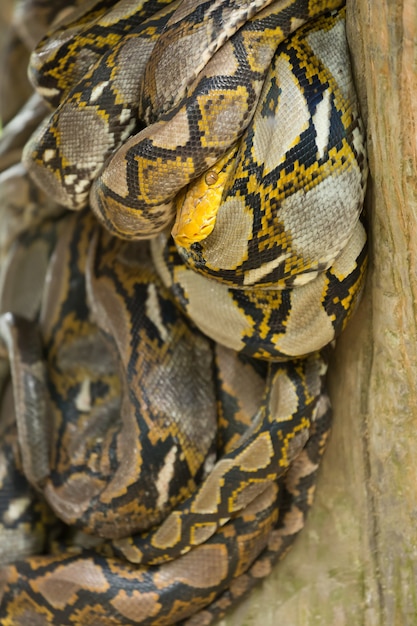 Pitón serpiente enrollada en el tronco de un árbol.