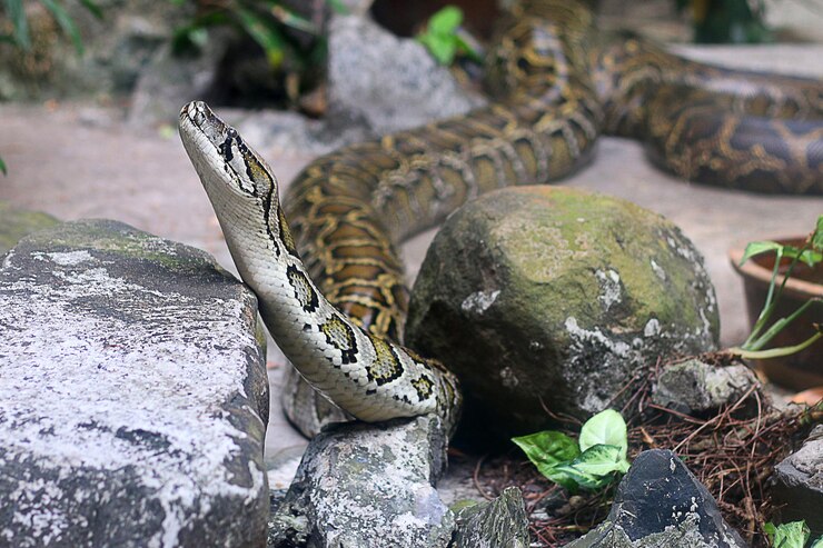Foto una pitón terrestre se arrastra en una jaula en el jardín botánico