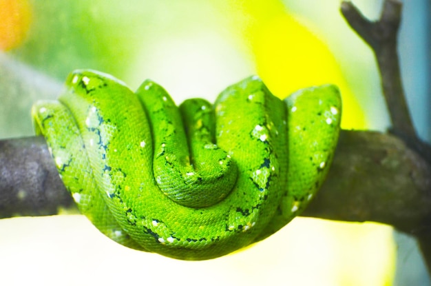 Pitón verde en las ramas de los árboles de la selva.