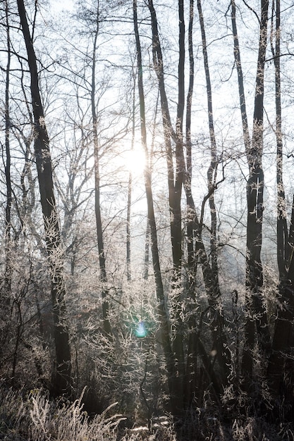 Pitoresca floresta de inverno pela manhã As árvores estão cobertas de gelo