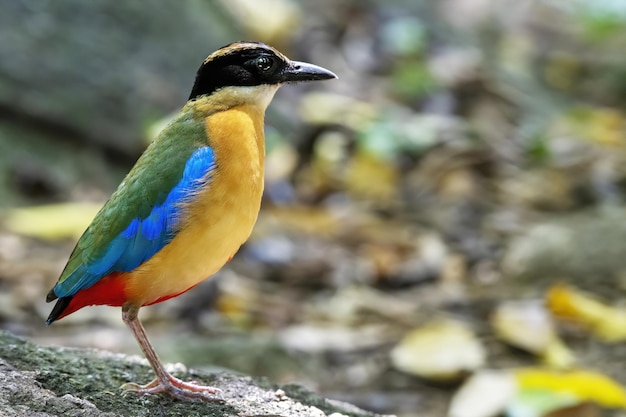 El pitta bluewinged donde se posan en la roca con fondo verde bokeh Tailandia