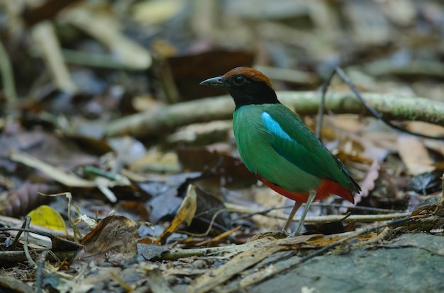 Pitta com capuz (Pitta sordida) em pé em um galho