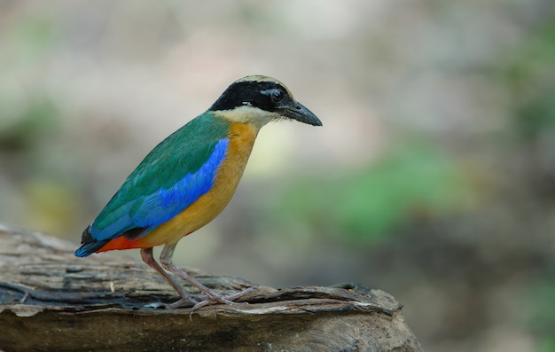 Pitta-de-asa-azul (Pitta moluccensis) na natureza da Tailândia