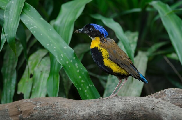 Pitta de Gurney en la naturaleza, Tailandia