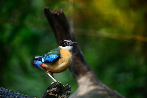 Pitta moluccensis Vogel steht Nach dem Schwimmen im Teich zum Abkühlen