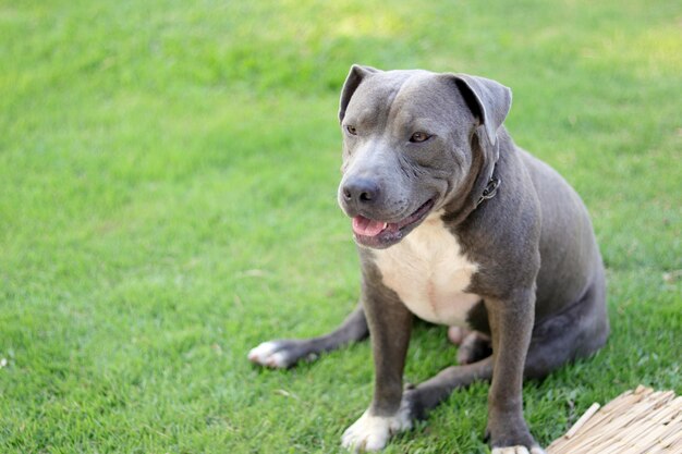 Pittbull sentado en la hierba.