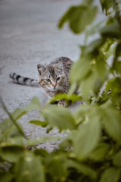 Pitted Cat sentado en el arbusto