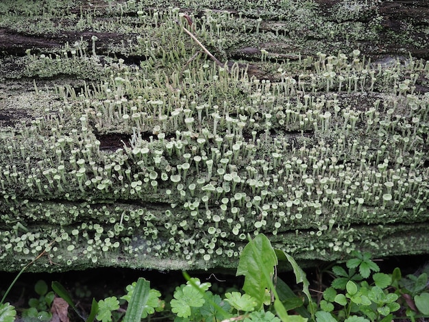 Pixie cup líquen nome científico Cladonia asahinae