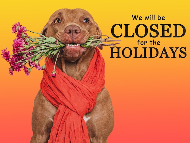 Placa com a inscrição Estaremos fechados para os feriados Cachorro marrom fofo e uma cesta com abóbora Closeup dentro de casa Foto de estúdio Conceito de cuidados com animais de estimação