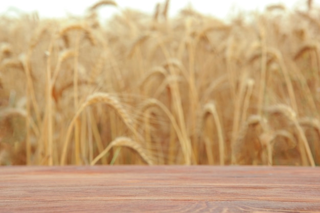 Placa de madeira no fundo do campo de trigo com lugar para texto
