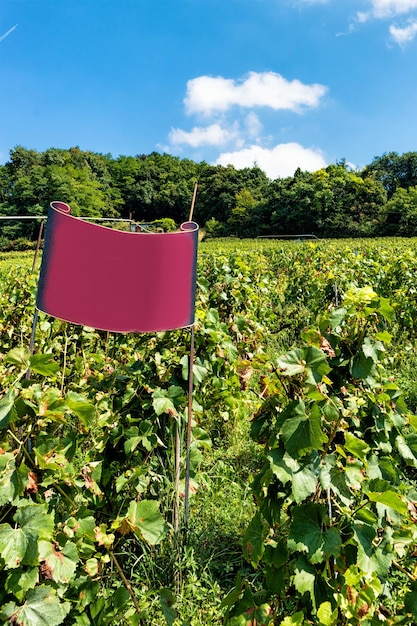 Placa de nome na trilha de caminhada de Vineyard Terraces de Lavaux, distrito de Lavaux-Oron, na Suíça