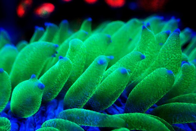 Placa de pólipo verde coral - Fungia (Fungiidae) LPS coral