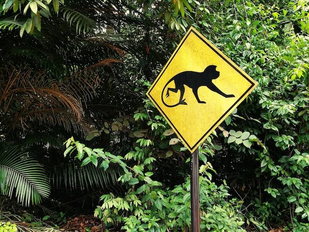 Foto placa de sinalização de macaco