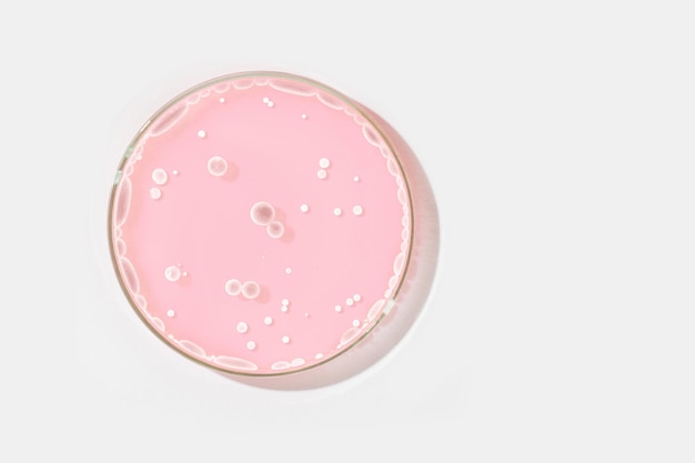 Placa de Petri sobre un fondo claro Con rocas claras en un líquido rosa cultivado en el laboratorio Sensibilidad de bacterias o virus a los antibióticos Hongos de moho