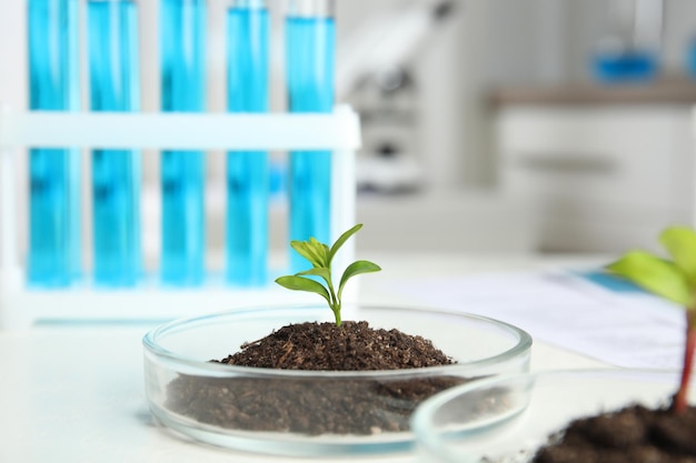 Placa de Petri con suelo y planta germinada en mesa blanca Química biológica