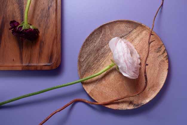 Placas de madera con flores de ranunculus sobre fondo violeta