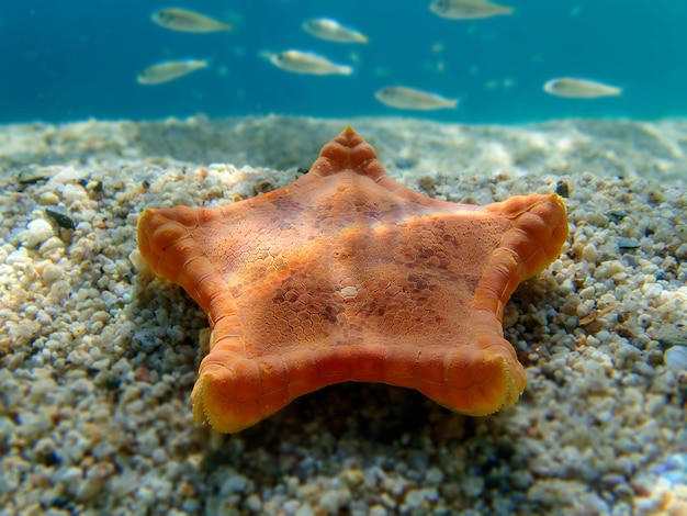 Foto placenta biscoito estrela do mar imagem subaquática no mar mediterrâneo sphaerodiscus placenta