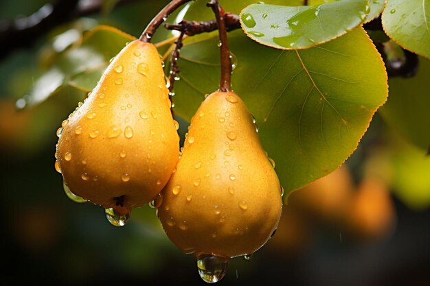 El placer más dulce de la naturaleza La fotografía de imágenes de pera