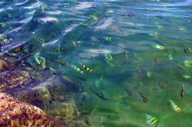 Foto plätscherndes meer, korallenriff. schule der exotischen tropischen sergeant major oder pintano fische unter wasser.