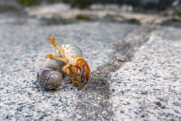 Plaga agrícola Larva del escarabajo de mayo