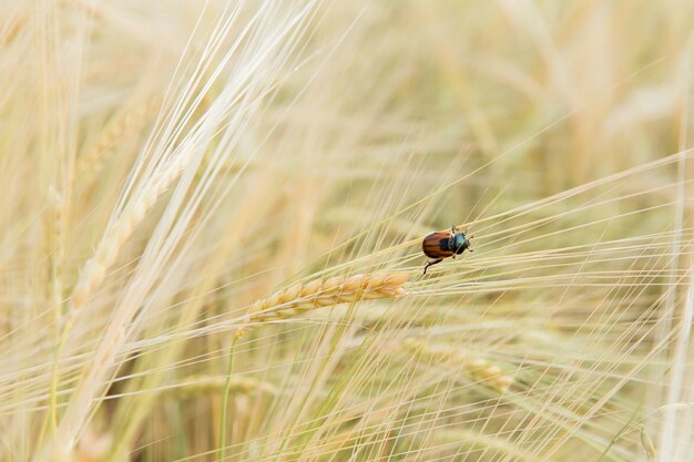 Plaga pan escarabajo kuzka en cereal