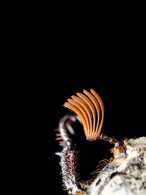 Plagas de insectos - primer plano de antenas de abejorro. Copie el espacio.