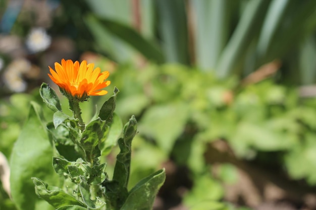 Plagas de pulgones en la flor de caléndula