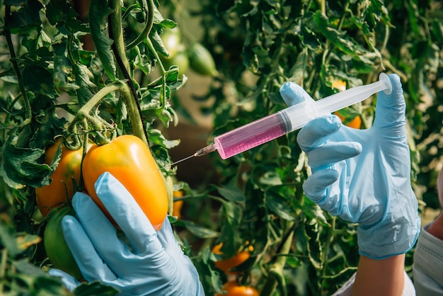 Plaguicidas utilizados en alimentos. La mano enguantada del científico mete una jeringa de líquido en tomates colgando de la rama, primer plano. Vegetales no orgánicos. Concepto de cultivo genéticamente modificado.