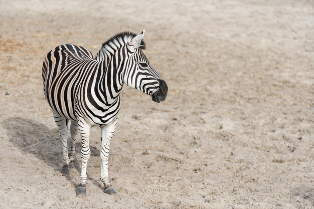 Plain Burchell's Zebra vista lateral de pie