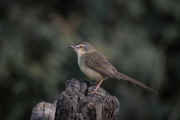 Plain Prinia auf dem Porträt des Zweigtieres