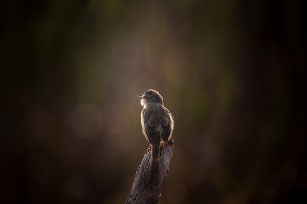 Plain Prinia está disparando a contraluz