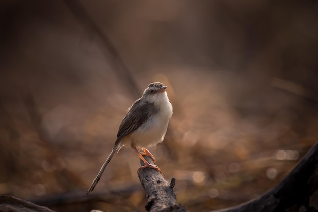 Plain Prinia está disparando a contraluz