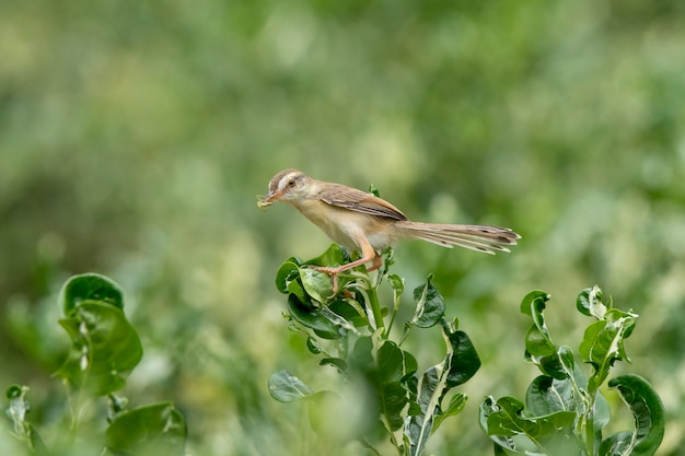 Plain Prinia (Prinia inornata) empoleira-se em uma árvore de Polyscias no fundo verde