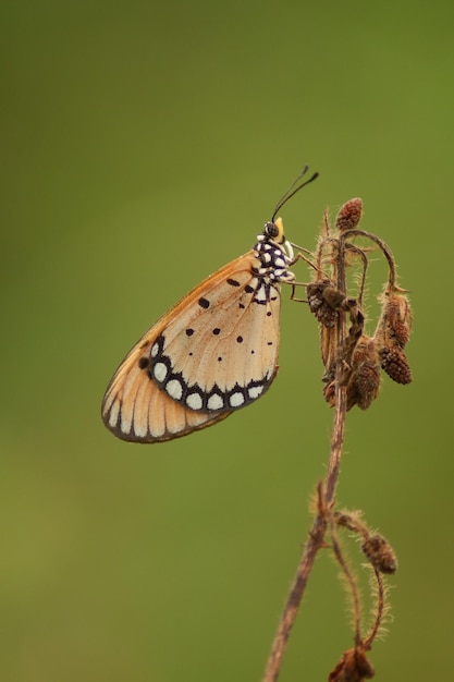 Plain Tiger Butterfly mariposa naranja aferrándose a la flor en la naturaleza