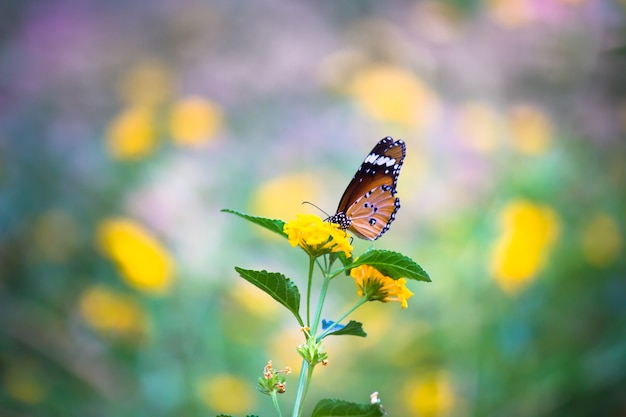 Plain Tiger Butterfly oder auch bekannt als Danaus chrysippus Butterfly ruht auf der Blumenpflanze