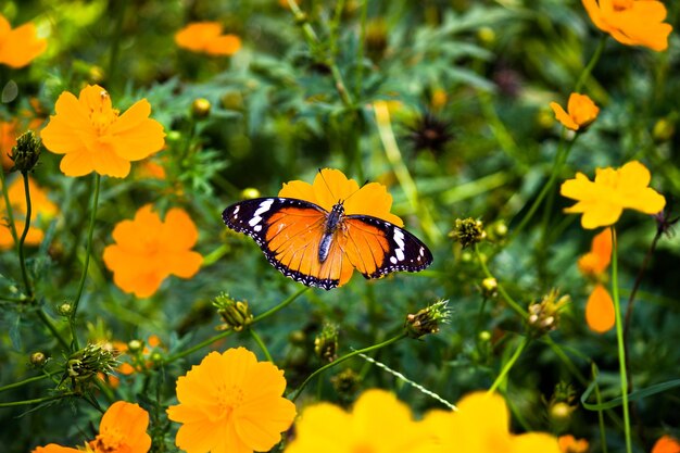 Plain Tiger Danaus chrysippus borboleta visitando flores na natureza durante a primavera