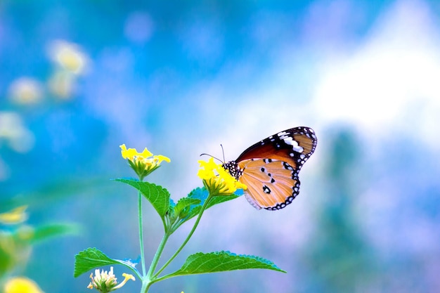 Plain Tiger Danaus chrysippus borboleta visitando flores na natureza durante a primavera