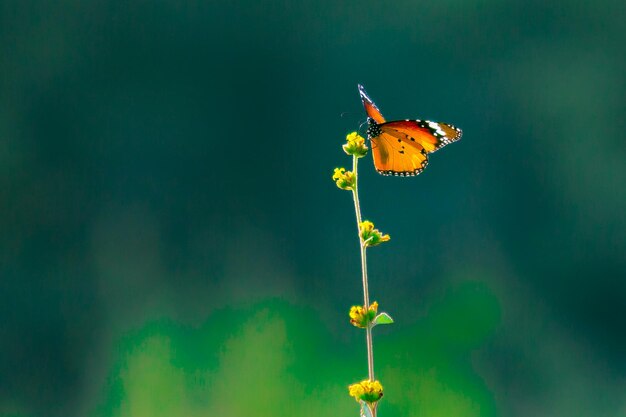 Plain Tiger Danaus chrysippus butterfly visitando flores en la naturaleza durante la primavera