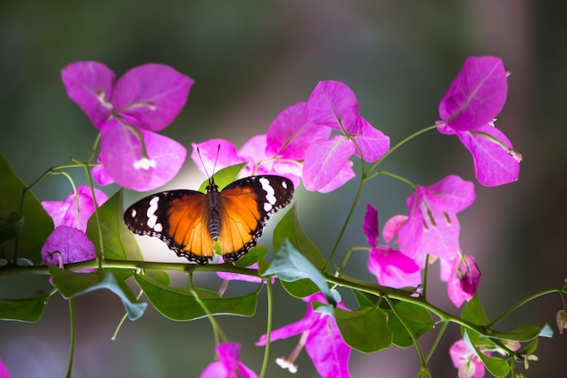 Plain Tiger Danaus chrysippus butterfly visitando flores en la naturaleza durante la primavera