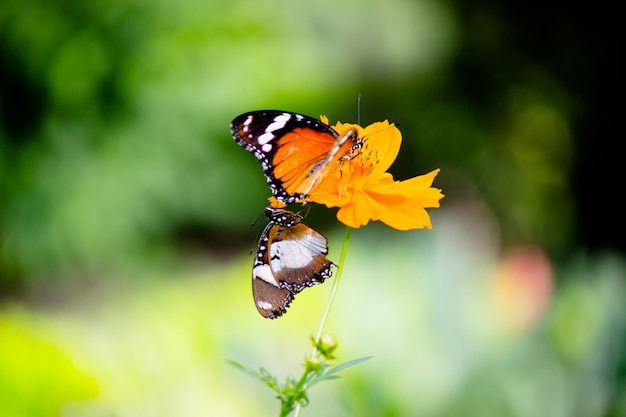 Plain Tiger Danaus chrysippus mariposa visitando flores en la naturaleza durante la primavera