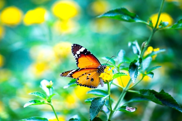 Plain Tiger Danaus chrysippus mariposa visitando flores en la naturaleza durante la primavera
