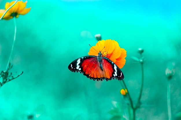 Plain Tiger Danaus chrysippus mariposa visitando flores en la naturaleza durante la primavera