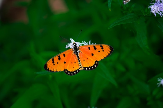 Plain Tiger Danaus chrysippus mariposa visitando flores en la naturaleza durante la primavera