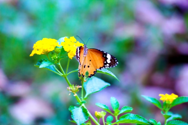 Plain Tiger Danaus chrysippus mariposa visitando flores en la naturaleza durante la primavera